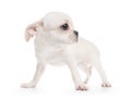 Chihuahua cobby type white purebred puppy