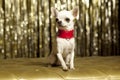 Chihuahua collar Royalty Free Stock Photo