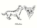 Chihuahua collection standing side view and head. Ink black and white doodle drawing