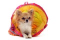 Chihuahua in a colorful bed Royalty Free Stock Photo