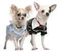 Chihuahua couple dressed up, 1 year old Royalty Free Stock Photo