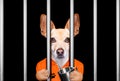 Dog behind bars in jail prison Royalty Free Stock Photo