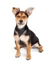 Chihuahua Crossbreed Sitting Closing Eyes Royalty Free Stock Photo