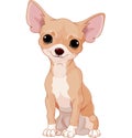 Chihuahua Royalty Free Stock Photo