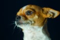 Chihuahua, cute, dog,focus on eye. Royalty Free Stock Photo