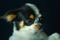 Chihuahua, cute, dog,focus on eye. Royalty Free Stock Photo