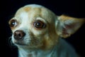 Chihuahua, cute, dog,focus on eye.