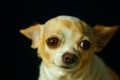 Chihuahua, cute, dog,focus on eye. Royalty Free Stock Photo