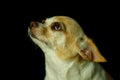 Chihuahua, cute, dog,focus on eye. Royalty Free Stock Photo