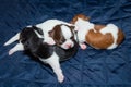 Chihuahua cute puppy 3 dogs,sleep mattress blue,pup.