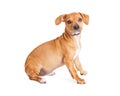 Chihuahua Dachshund Dog Sitting to Side
