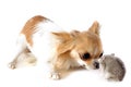 Chihuahua and Djungarian hamster Royalty Free Stock Photo