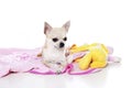 Chihuahua dog Royalty Free Stock Photo