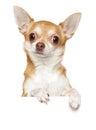 Chihuahua above banner, on white background
