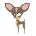 Chihuahua dog with an angry look. Vector illustration