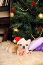 Chihuahua Dog Asleep Under The Christmas Tree, New Year Card