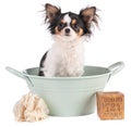 Chihuahua dog in a basin with Marseilles soap