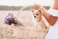 chihuahua dog in a basket of flowers in the hands of a girl in a field Royalty Free Stock Photo