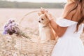 chihuahua dog in a basket of flowers in the hands of a girl in a field Royalty Free Stock Photo