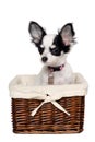 Chihuahua dog in a basket.
