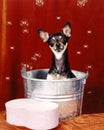 Chihuahua Dog in Bath Tub With Bubbles Royalty Free Stock Photo