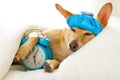 Dog sick or ill in bed Royalty Free Stock Photo