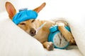 Dog sick or ill in bed Royalty Free Stock Photo