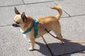 Chihuahua. Dog Breed. Chiwawa dog on a lead Royalty Free Stock Photo
