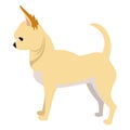 Chihuahua dog breed Royalty Free Stock Photo