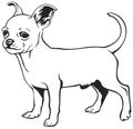 Chihuahua dog breed Royalty Free Stock Photo