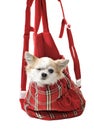 Chihuahua dog in bright bag for pet carrier Royalty Free Stock Photo