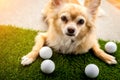 Chihuahua dog brown color sleeping next to golf ball on green gr