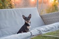 Chihuahua dog Chihuahua sits on a swing. Tricolor dog black-and-white-brown Royalty Free Stock Photo