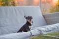 Chihuahua dog Chihuahua sits on a swing. Tricolor dog black-and-white-brown Royalty Free Stock Photo