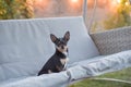 Chihuahua dog Chihuahua sits on a swing. Tricolor dog black-and-white-brown Royalty Free Stock Photo