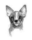 Chihuahua dog, cute face, Chiwawa puppy, watercolor illustration Royalty Free Stock Photo