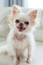 Chihuahua dog cute pet Royalty Free Stock Photo