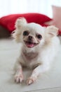 Chihuahua dog cute pet Royalty Free Stock Photo