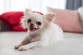 Chihuahua dog cute pet Royalty Free Stock Photo