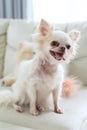 Chihuahua dog cute pet Royalty Free Stock Photo