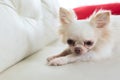 Chihuahua dog cute pet Royalty Free Stock Photo