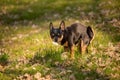 Chihuahua dog defecated in field of grass