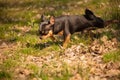 Chihuahua dog defecated in field of grass