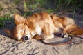 Chihuahua dog dozing at the beach