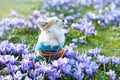 Chihuahua dog dreaming among purple crocus flowers Royalty Free Stock Photo