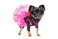 Chihuahua dog in fashionable dress