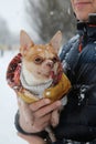 Chihuahua dog in a fashionable jacket in the arms of the owner in winter on a walk