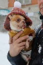 Chihuahua dog in a fashionable jacket in the arms of the owner in winter on a walk