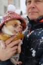 Chihuahua dog in a fashionable jacket in the arms of the owner in winter on a walk, winter time, snowfall