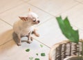 Chihuahua dog feel guilty sitting on the floor with leaves of houseplant.Selective focus